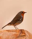 Robin