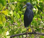 Black Heron
