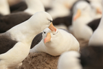Black-browed Albatross being preened above eye, Steeple Jason