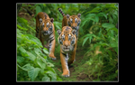 Tugar, Zena and Lena by Martin Acott