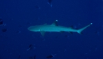 WhiteTip Reef Shark