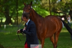 173-HARIBO_LOUVO-Gaspard_Maksud-WEDTrotUp+DR portfolio