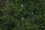 Trimingham Bee Eaters by Sharon Fairweather