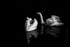 Swans 11