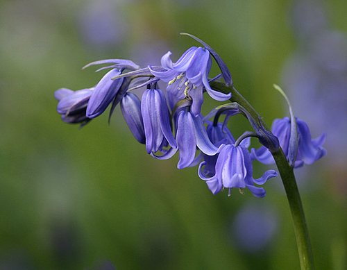[align=center]Hyacinthoides non-scripta, 'Bluebell'[/align]