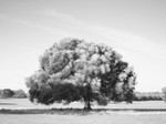 Windblown - Holkham Estate