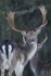 FALLOW DEER ref FD 3a