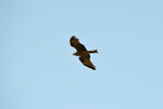 Black Kite