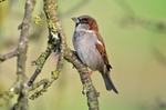 House Sparrow