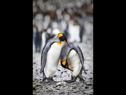 Wildlife Photographs portfolio