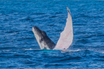 0A3A4091. Mum and calf 2