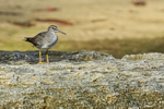 Wandering Tattler, Ke'e Beach, Kauai, Hawaiian Islands
