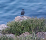 Blue Rock Thrush