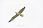 BPP_7452