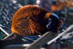 Red Ruffed Lemur - 7400