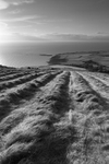 The hay maker