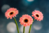 Pink Gerberas in a Row - DSC_0963
