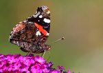 Red Admiral