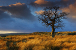 Lone Tree near Bowes Moor.    ref 4497