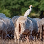 The cattle egret (Bubulcus ibis) ( travelling with sheep and picking parasitic insects from their fleece