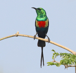 Beautiful Sunbird