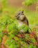 Least Chipmunk eating, Maligne Canyon, Canada