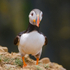 Puffin Skomer