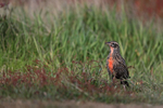 Long-tailed Meadowlark portfolio