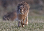 Brown Hare