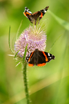Red Admiral Butterfly - Foxearth Meadows