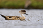 Crested Duck