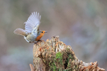 Robin portfolio