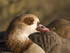 Egyptian Goose