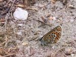 Silver-studded Blue