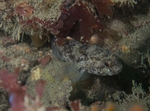Gobius paganellus