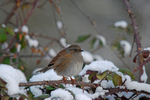 Dunnock