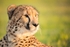 Cheetah Portrait
