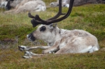 Reindeer
