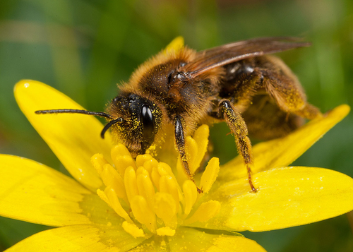 Stylopised [i]Andrena carantonica[/i] ([i]scotica[/i]) with misshaped abdomen. March 2012.