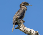 Gret Cormorant