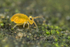 Katiannidae genus nov.1 sp. nov.
