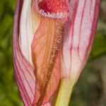 Ploughshare orchid (Serapias vomeracea)