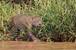 Jaguar Medrosa hunting along river edge, Pantanal, Mato Grosso, Brazil