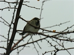 Bird & branches, Paris