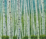 Colorado Springtime Aspen II