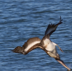  Pelicans _0010