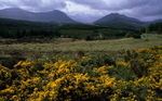 Grey Corries