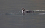 Great Northern Diver.