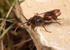 Nomada hirtipes (f)