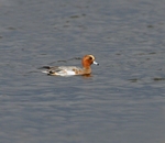 Wigeon